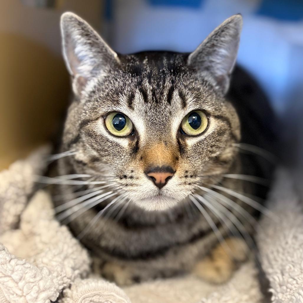 Enlarge Charlie, a Adoptable mixed breed in Santa Barbara, CA image 2/3