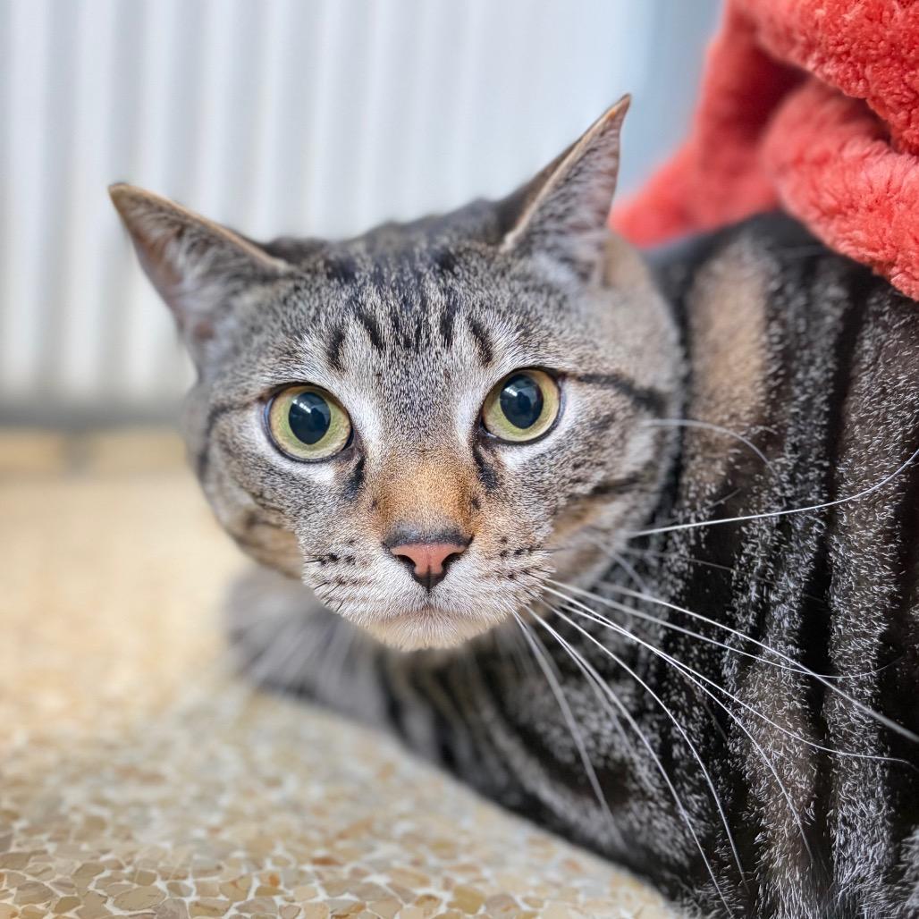 Enlarge Charlie, a Adoptable mixed breed in Santa Barbara, CA image 3/3