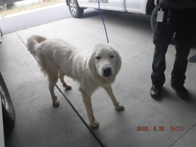 FRANCISCO, Adoptable, Young Male Great Pyrenees.