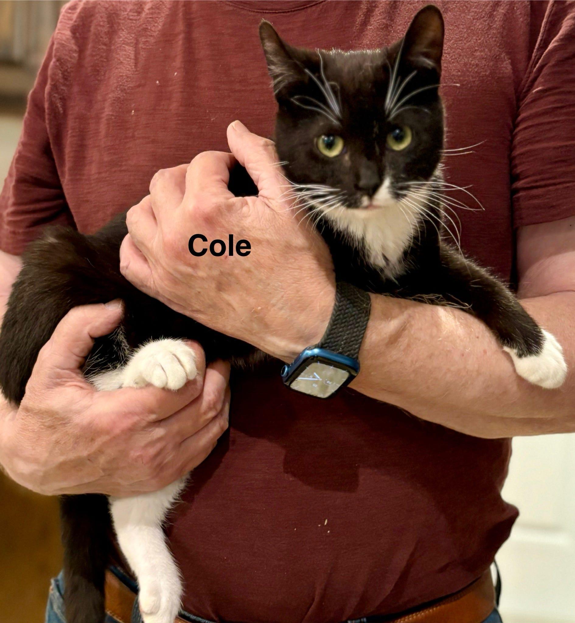 Enlarge Cole, a Adoptable Domestic Short Hair in Pointe-Claire, QC image 3/5