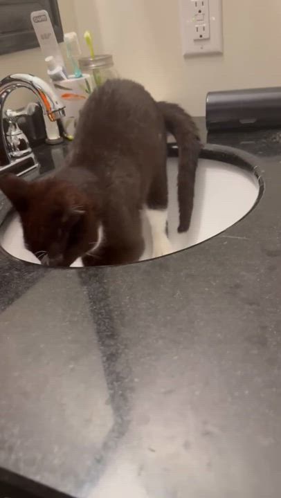 Enlarge Cole, a Adoptable Domestic Short Hair in Pointe-Claire, QC video 4/5