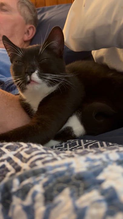 Enlarge Cole, a Adoptable Domestic Short Hair in Pointe-Claire, QC video 5/5