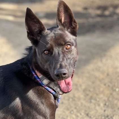 Pumpkin, a Adoptable Shepherd in Visalia, CA image 3/5