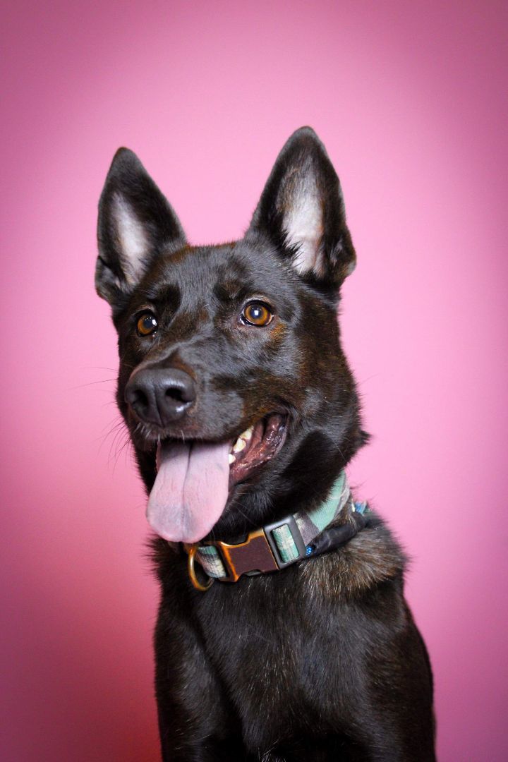 Pumpkin, Adoptable, Adult Female Shepherd.