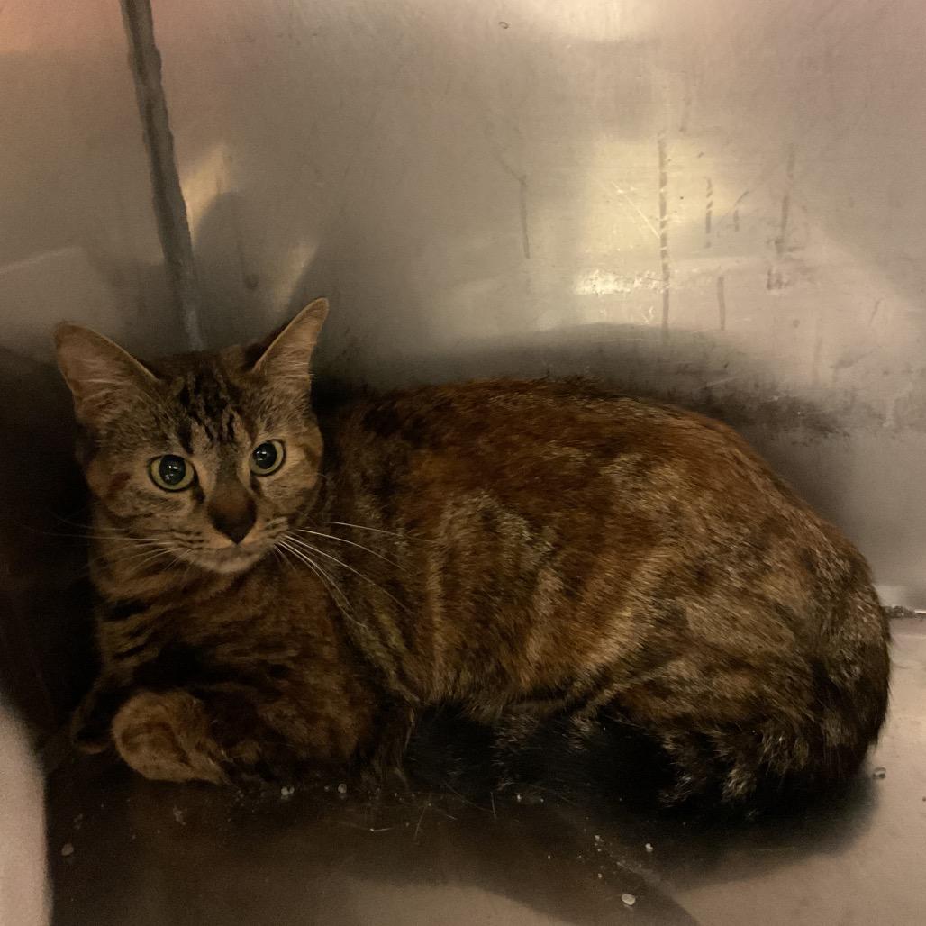 Enlarge Harlow, a Adoptable Domestic Short Hair in Monroe, LA image 1/1