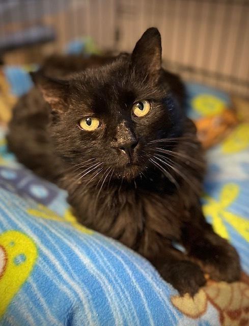 Shabadoo, Adoptable, Adult Male Domestic Long Hair.