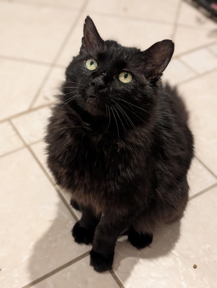 Shabadoo, Adoptable, Adult Male Domestic Long Hair.
