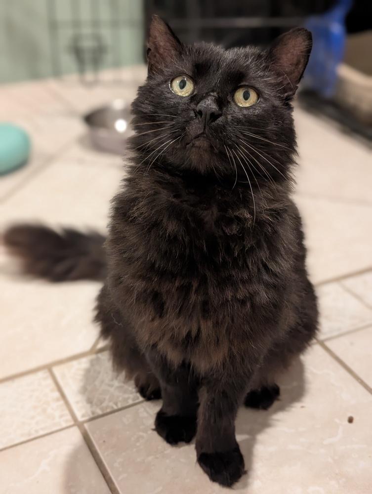 Enlarge Shabadoo, a Adoptable Domestic Long Hair in Duxbury, MA image 2/2