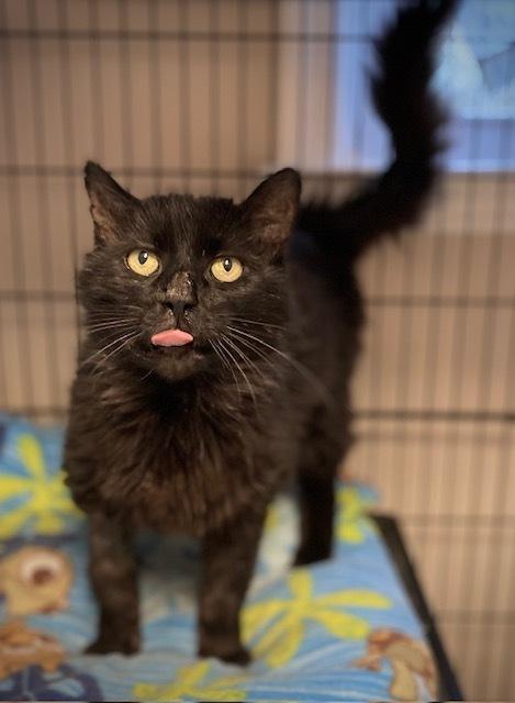 Enlarge Shabadoo, a Adoptable Domestic Long Hair in Duxbury, MA image 4/4