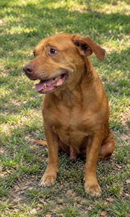 Enlarge Cozmos, a Adoptable mixed breed in Inverness, FL image 1/2