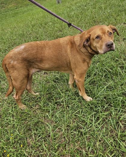 Enlarge Cozmos, a Adoptable mixed breed in Inverness, FL image 2/2