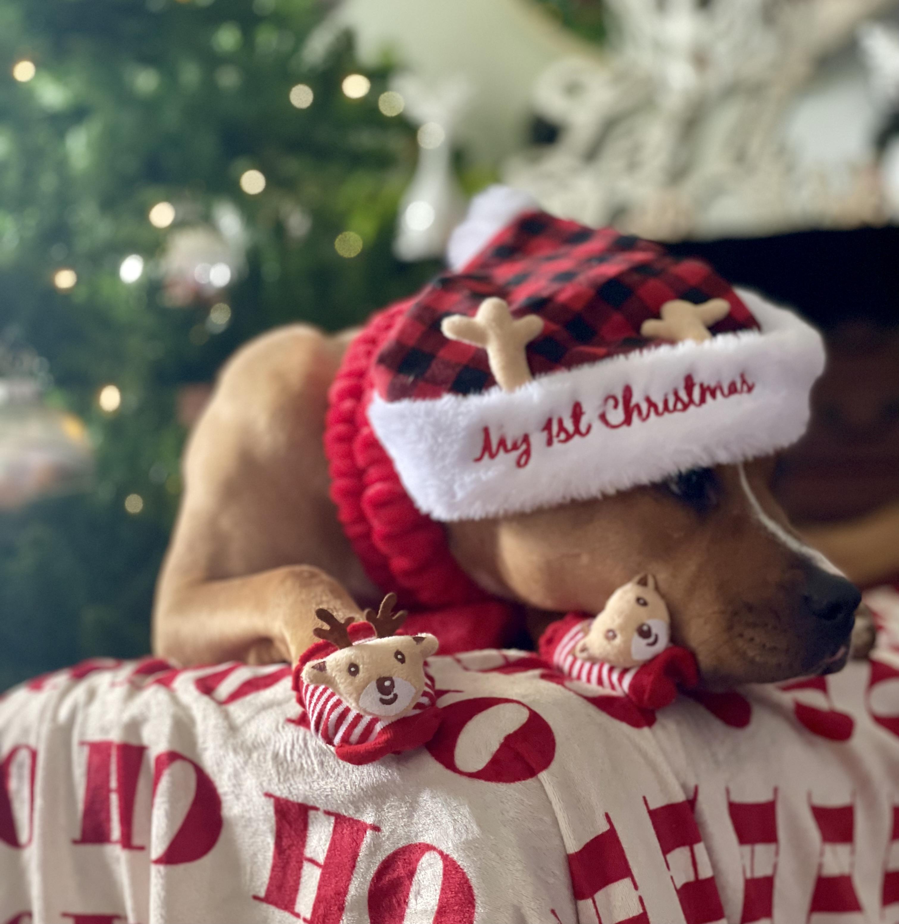 Trained Adoptable Dog Nugget, a Adoptable American Staffordshire Terrier in Elizabethtown, KY image 1/6