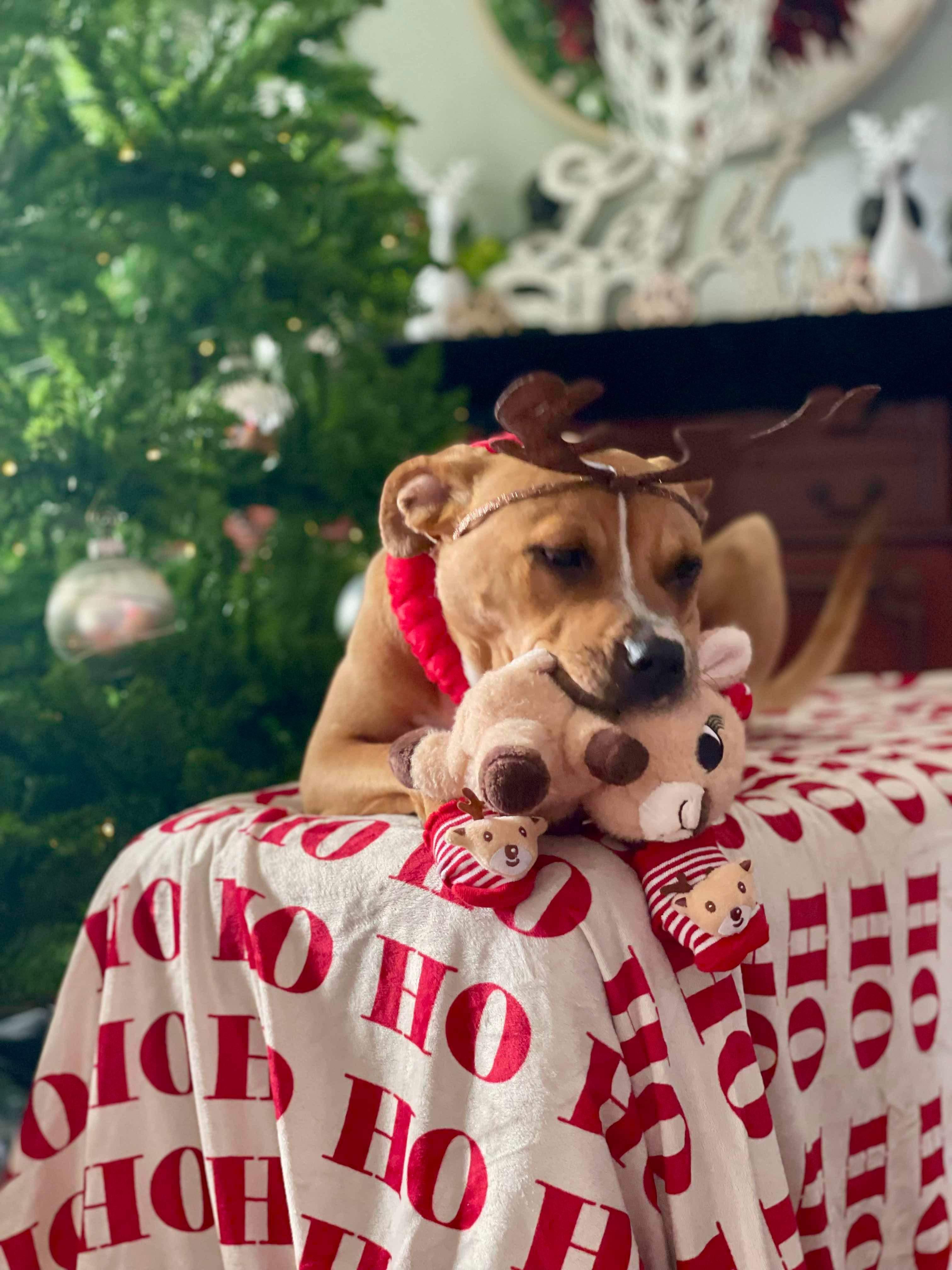 Trained Adoptable Dog Nugget, a Adoptable American Staffordshire Terrier in Elizabethtown, KY image 3/6