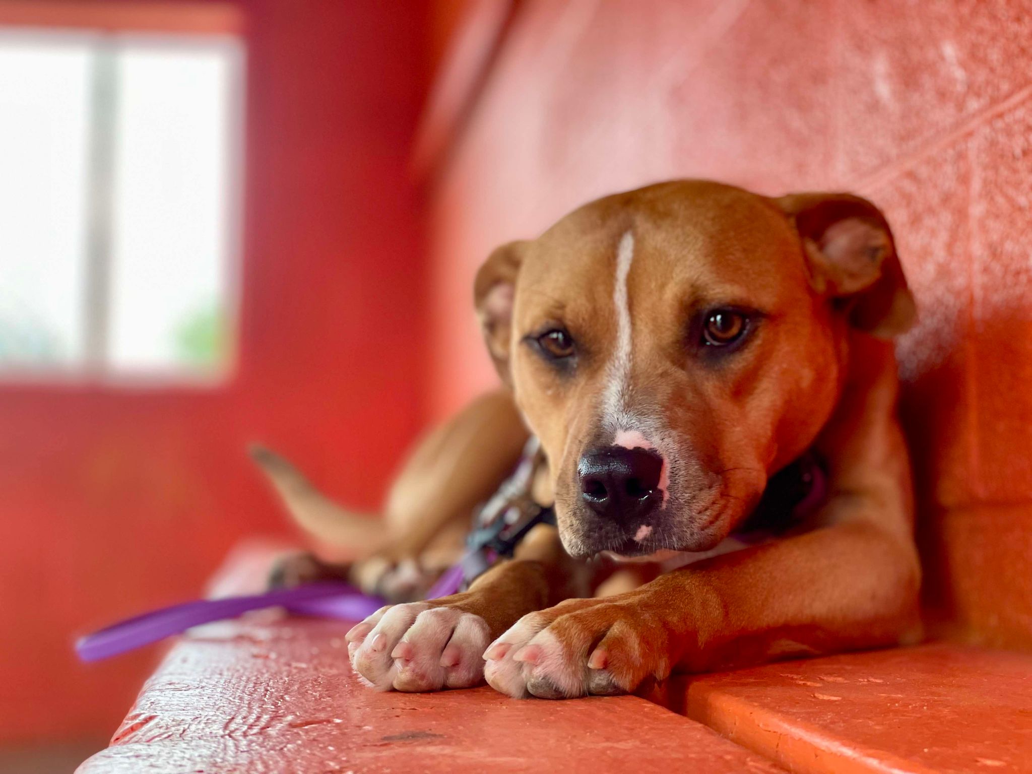 Trained Adoptable Dog Nugget, a Adoptable American Staffordshire Terrier in Elizabethtown, KY image 4/6