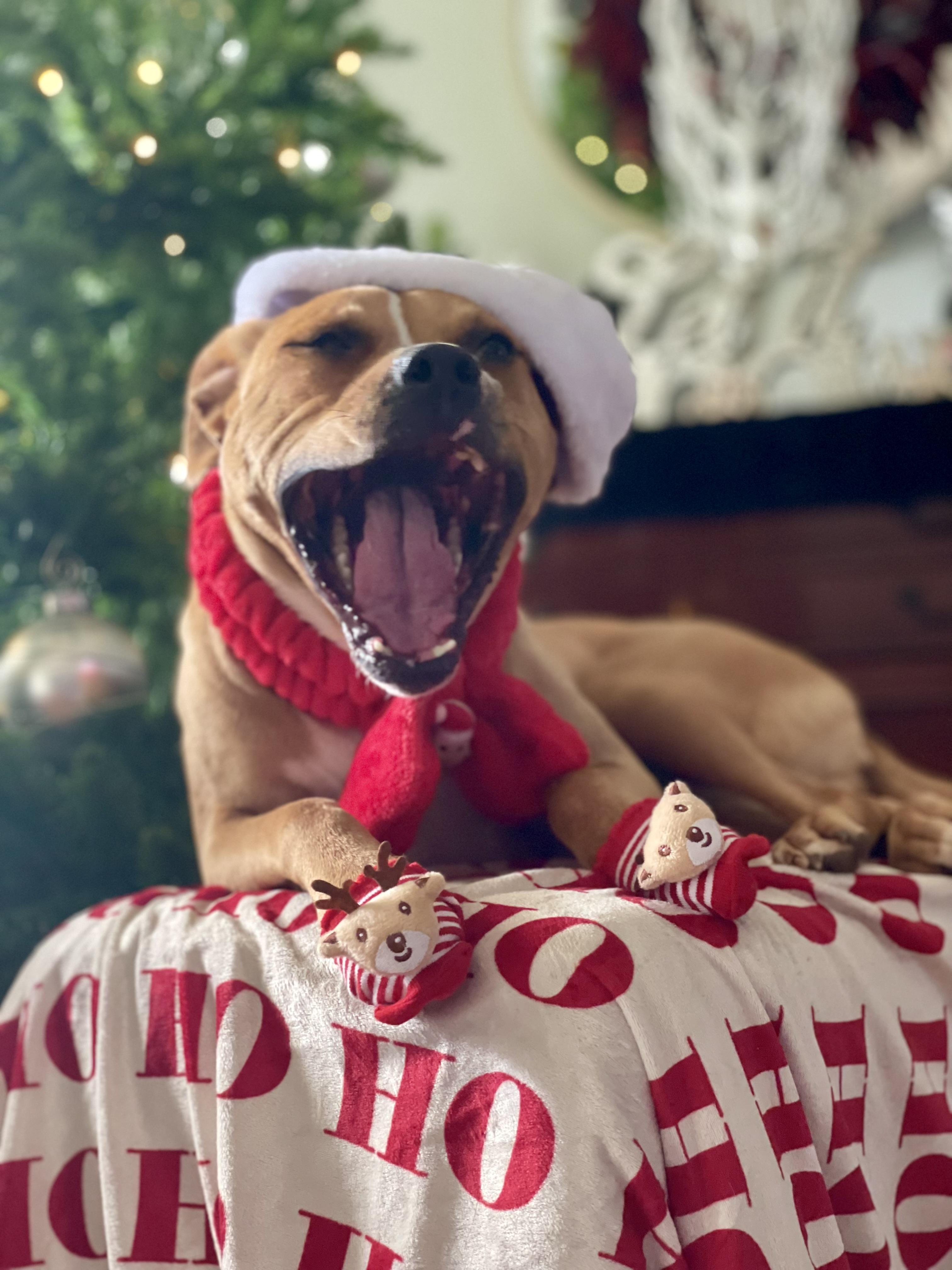 Trained Adoptable Dog Nugget, a Adoptable American Staffordshire Terrier in Elizabethtown, KY image 6/6