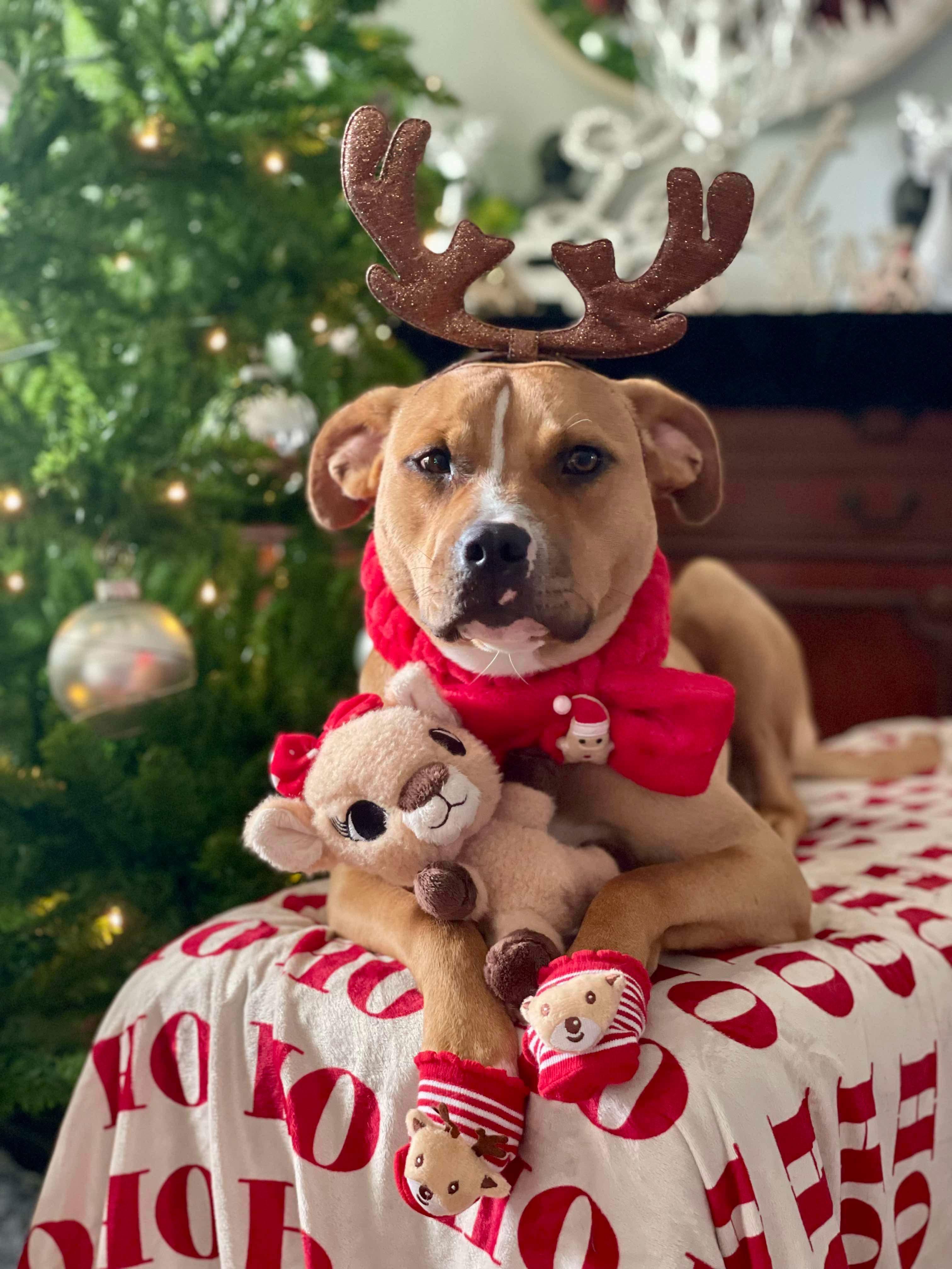 Trained Adoptable Dog Nugget, a Adoptable American Staffordshire Terrier in Elizabethtown, KY image 5/6