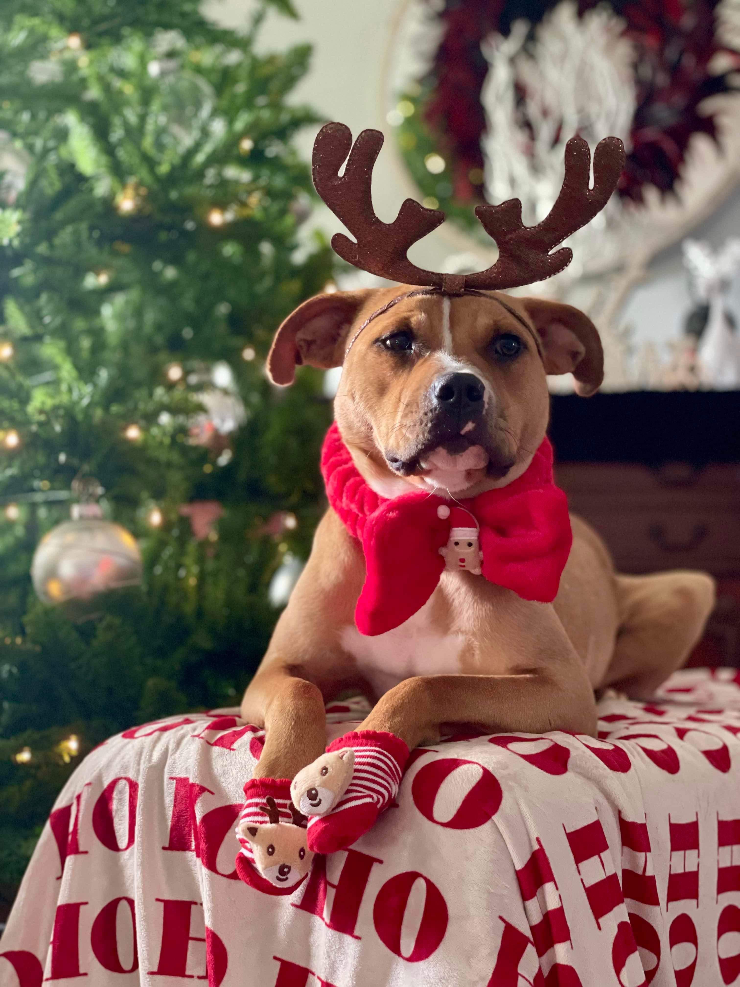 Trained Adoptable Dog Nugget, a Adoptable American Staffordshire Terrier in Elizabethtown, KY image 2/6