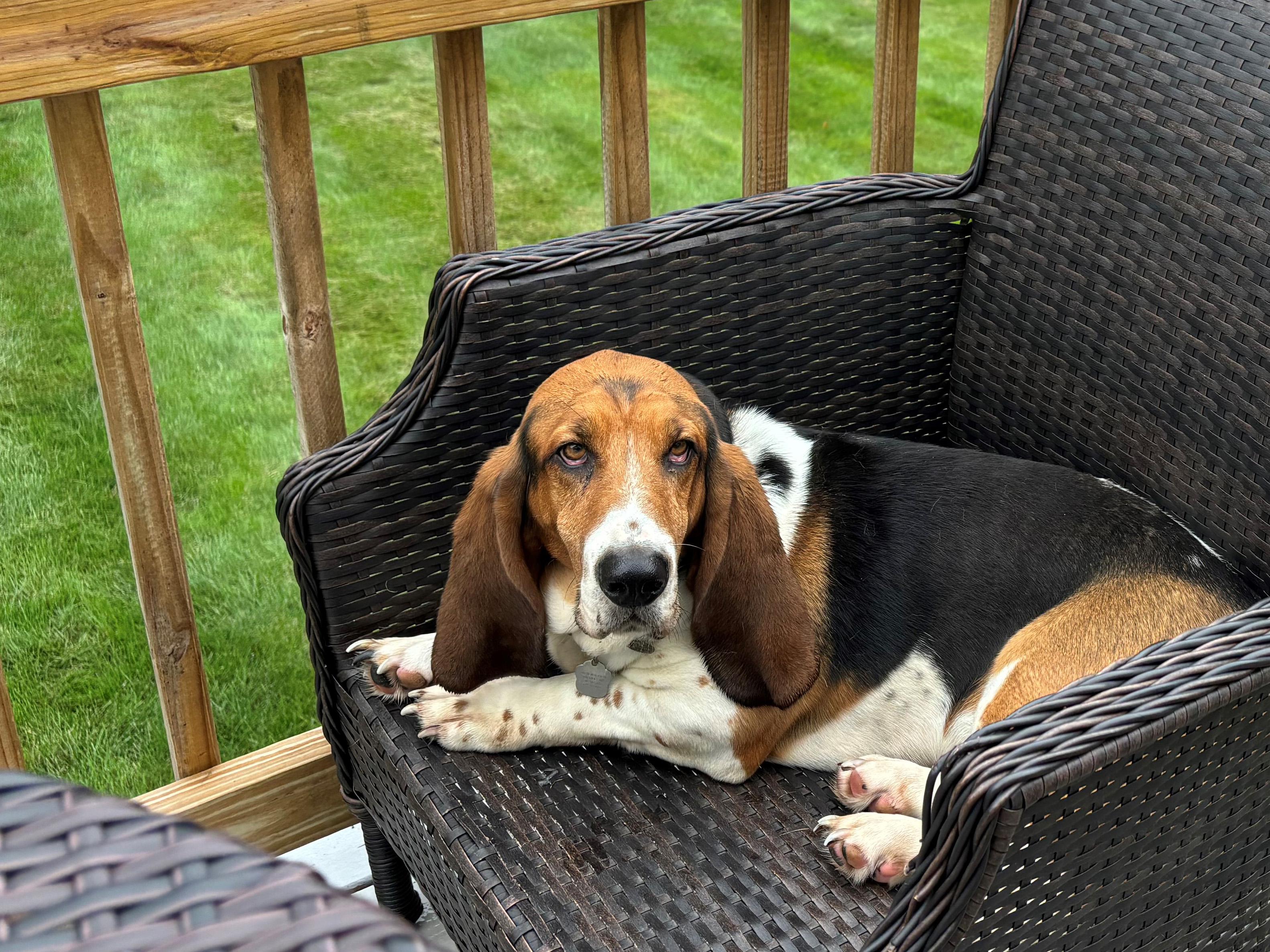 Enlarge Zuma, a ADOPTABLE Basset Hound in Sturbridge, MA image 4/4