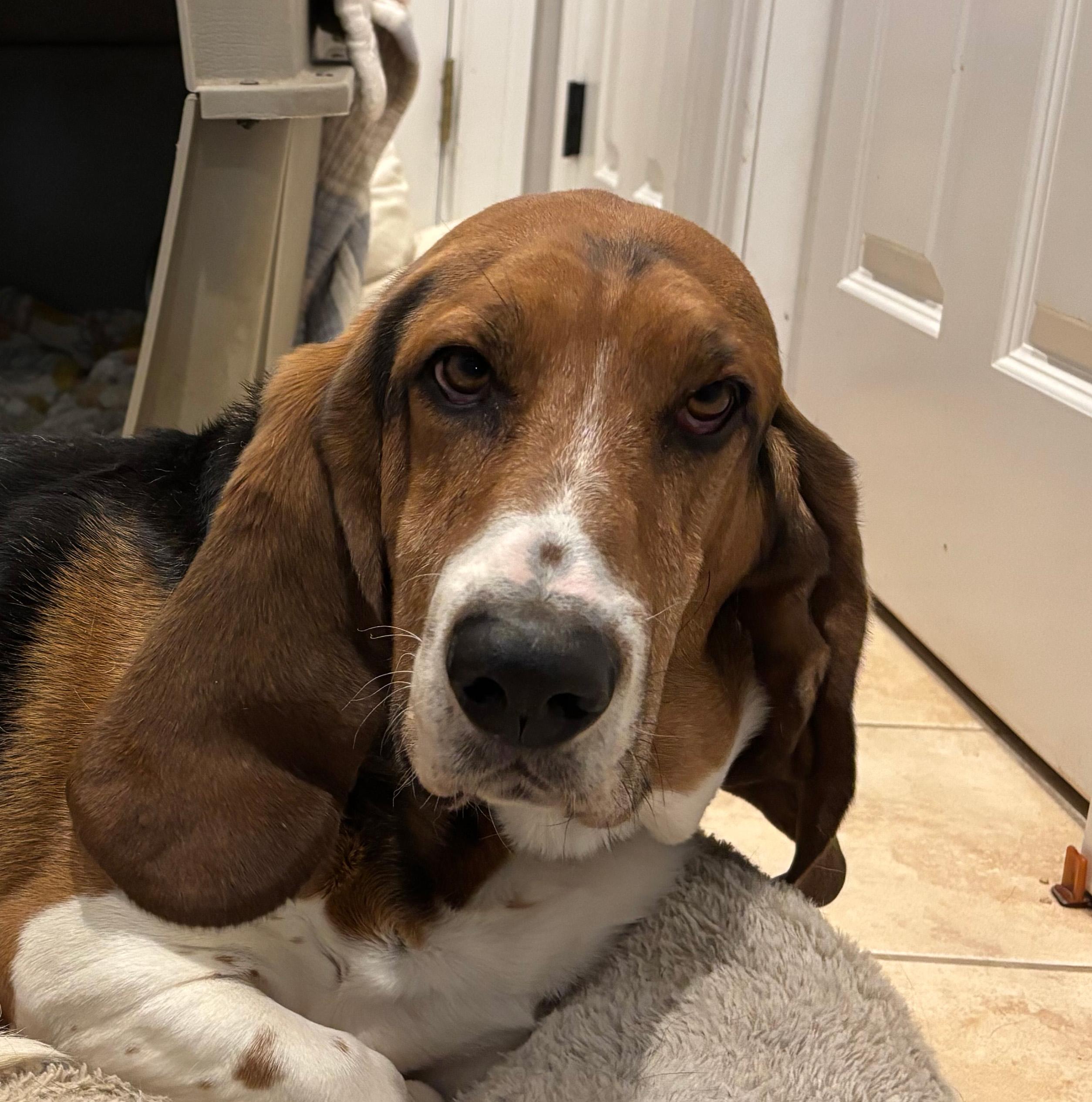 Zuma, ADOPTABLE, Adult Male Basset Hound.