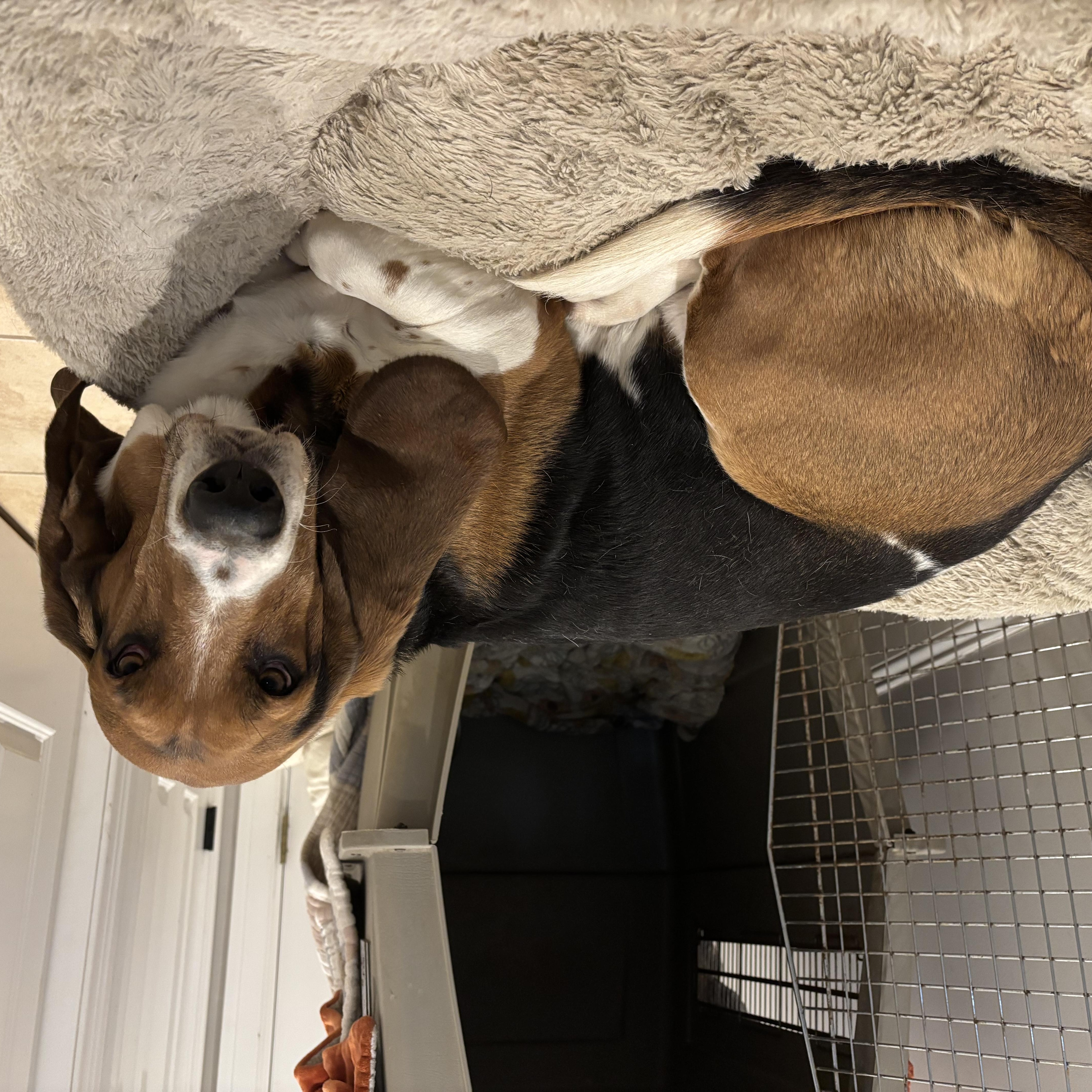 Enlarge Zuma, a ADOPTABLE Basset Hound in Sturbridge, MA image 3/4