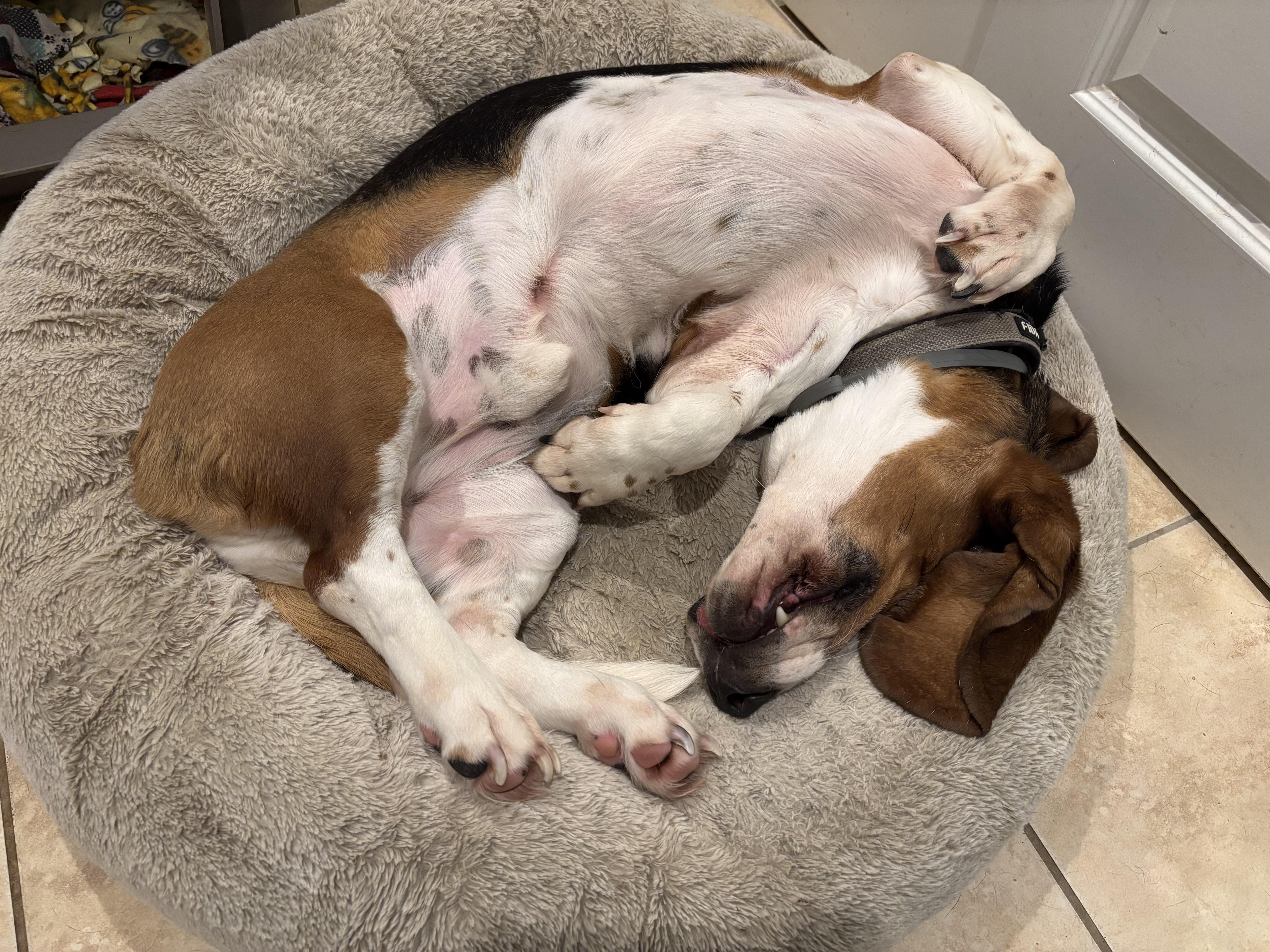 Enlarge Zuma, a ADOPTABLE Basset Hound in Sturbridge, MA image 2/4