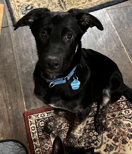 Isaiah, Adoptable, Puppy Male Shepherd & Retriever.