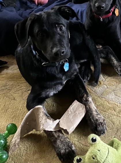 Enlarge Isaiah, a Adoptable mixed breed in Malvern, PA image 2/3