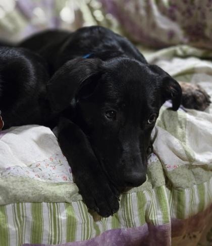 Enlarge Isaiah, a Adoptable mixed breed in Malvern, PA image 3/3