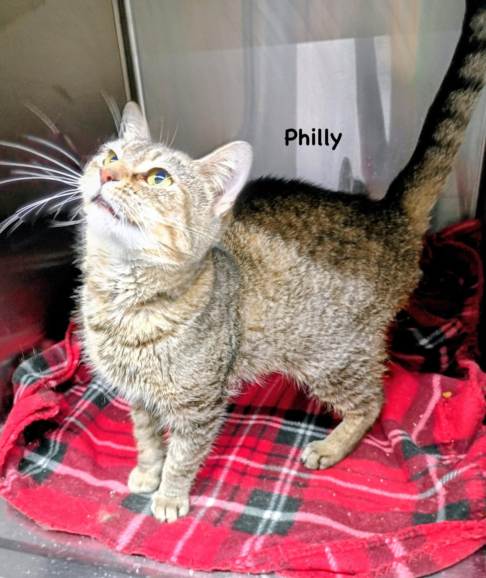Philly, Adoptable, Young Female Domestic Short Hair & Tabby.