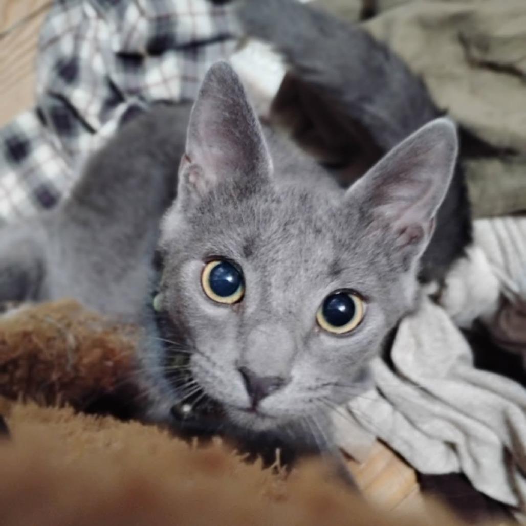 Enlarge Peppercorn, a Adoptable Domestic Short Hair in Newport News, VA image 2/2