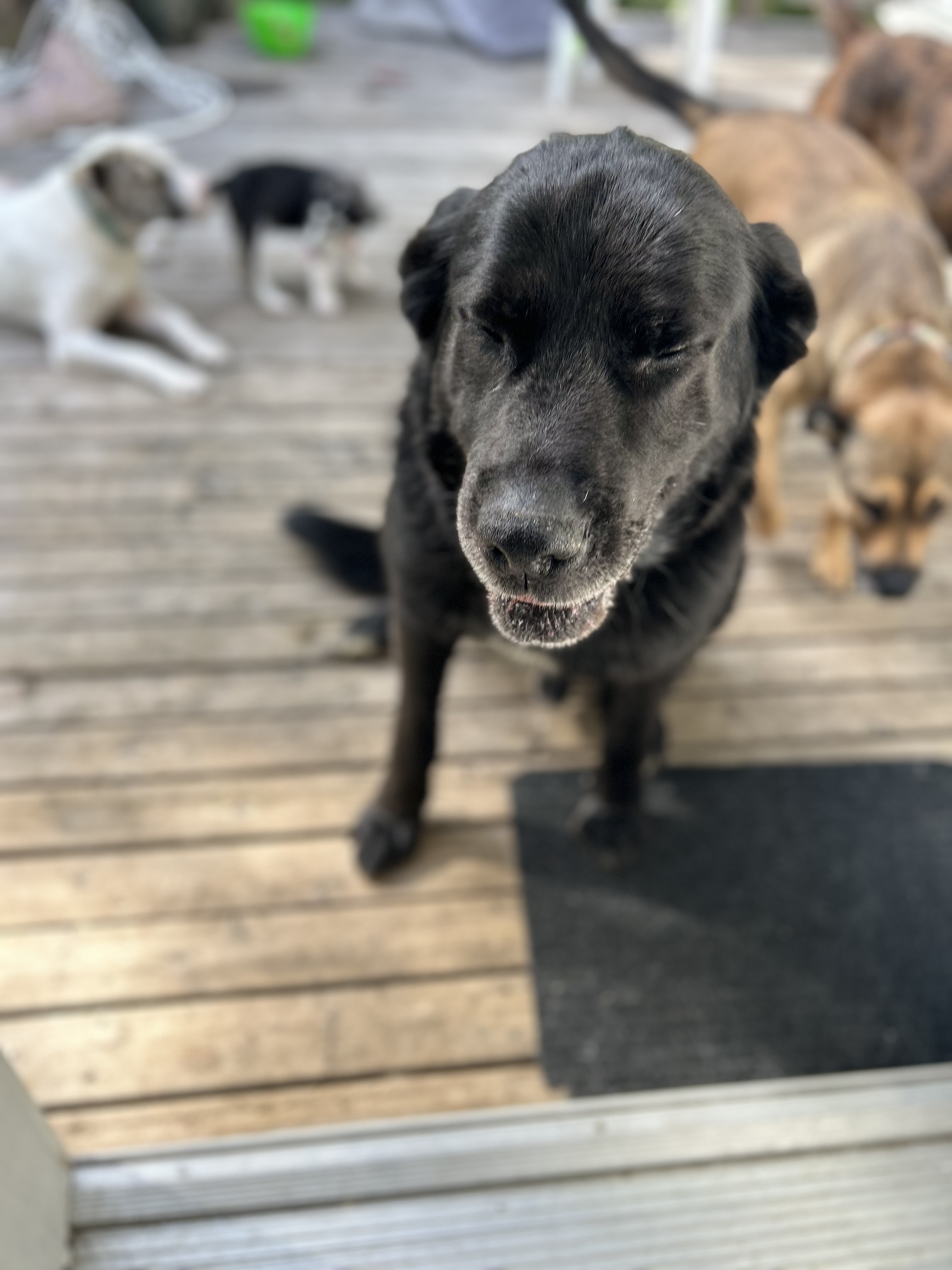 Dog for adoption Morty, a Newfoundland Dog Mix in Edmonton, AB