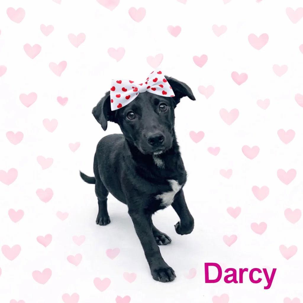 DARCY, Adoptable, Puppy Female Labrador Retriever & Border Collie.