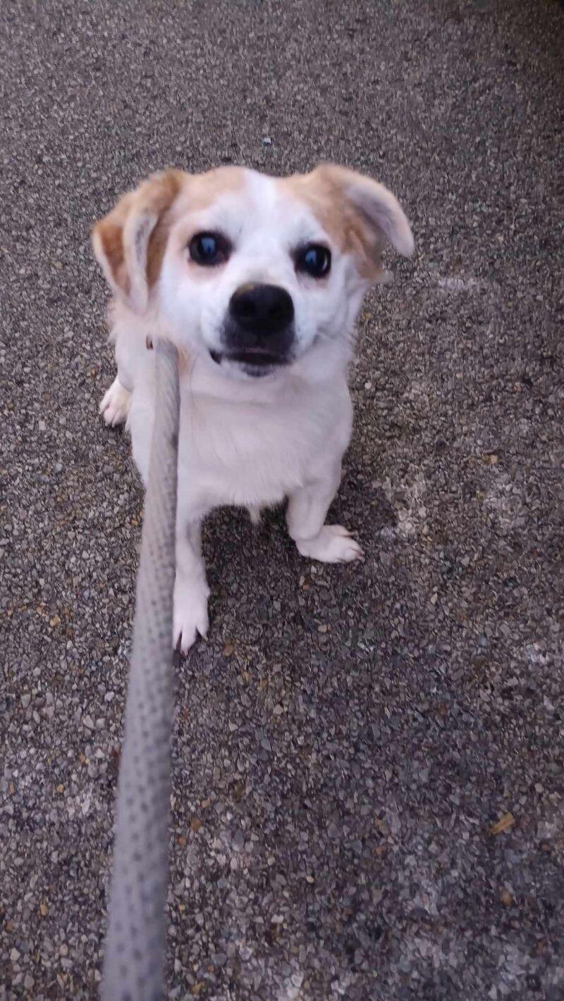 Duke, a Adoptable mixed breed in Georgetown, OH image 1/2