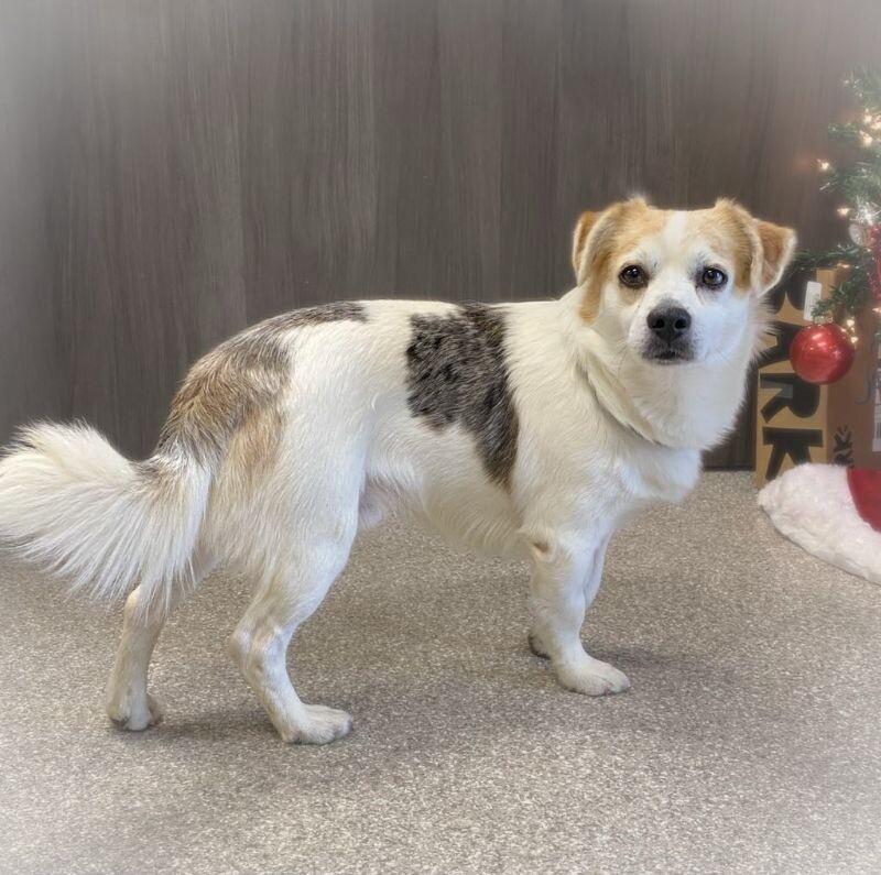 Duke, a Adoptable mixed breed in Georgetown, OH image 2/2