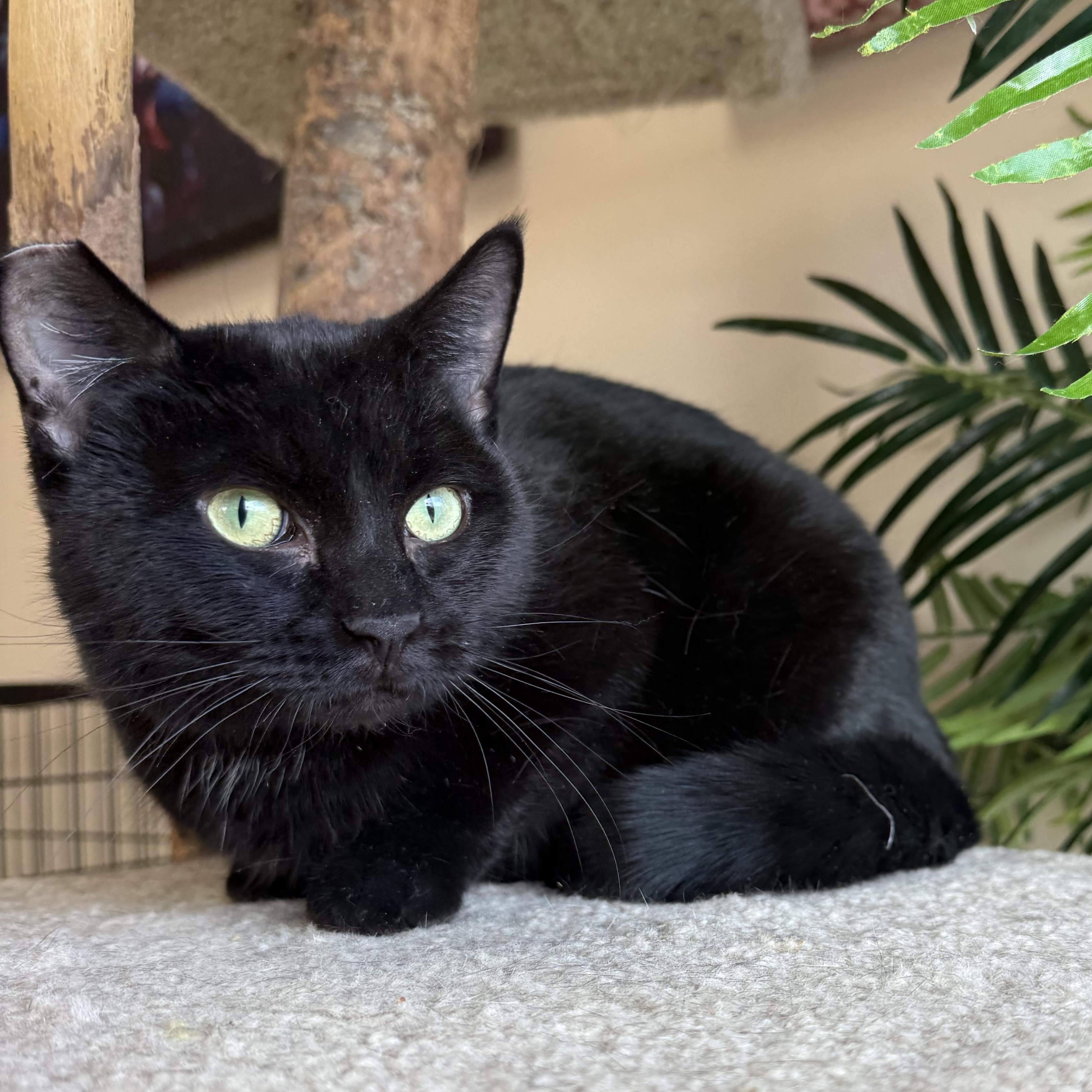 Enlarge Soirée, a Adoptable Domestic Short Hair in Madison, WI image 1/4