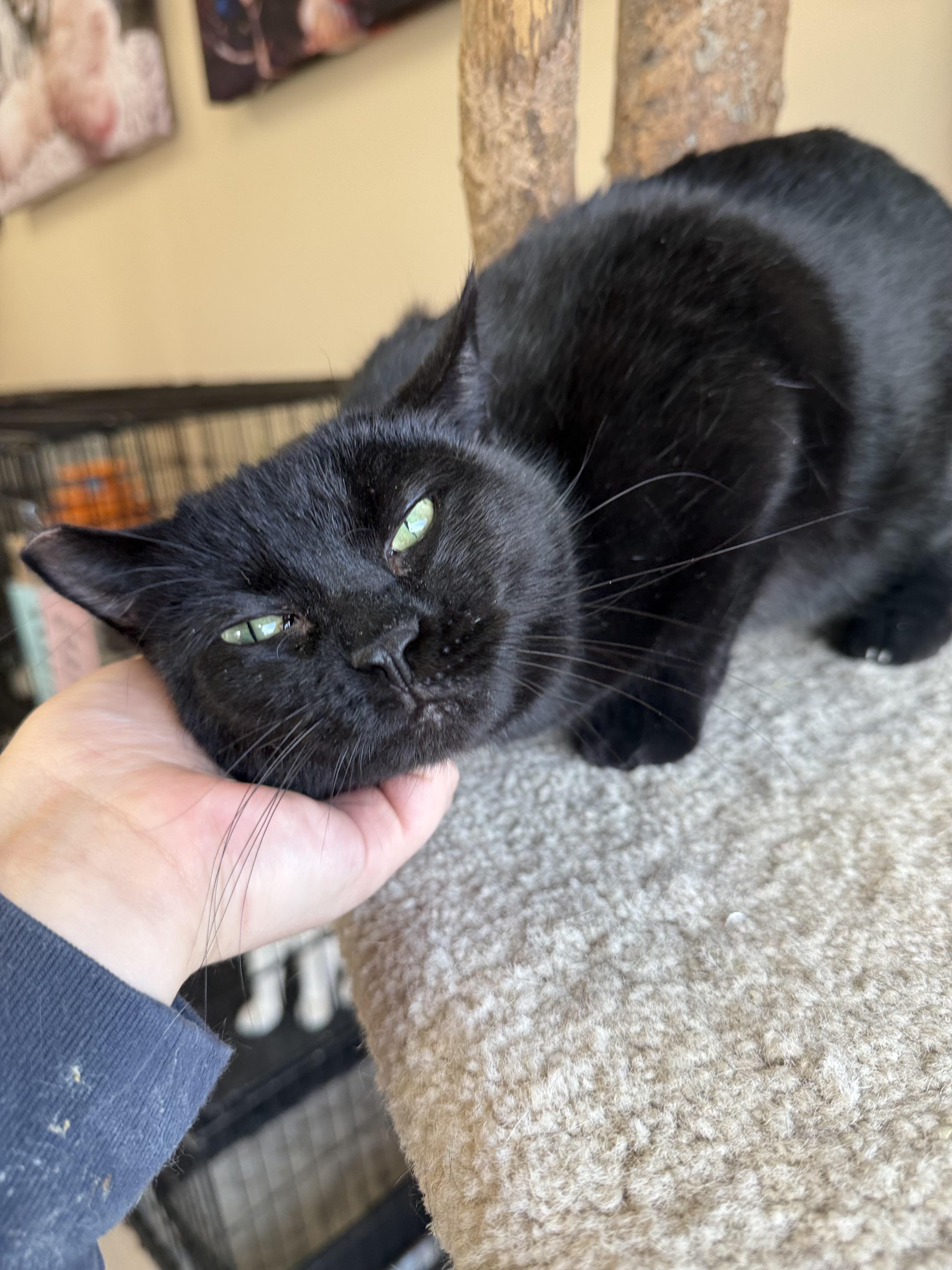 Enlarge Soirée, a Adoptable Domestic Short Hair in Madison, WI image 2/4