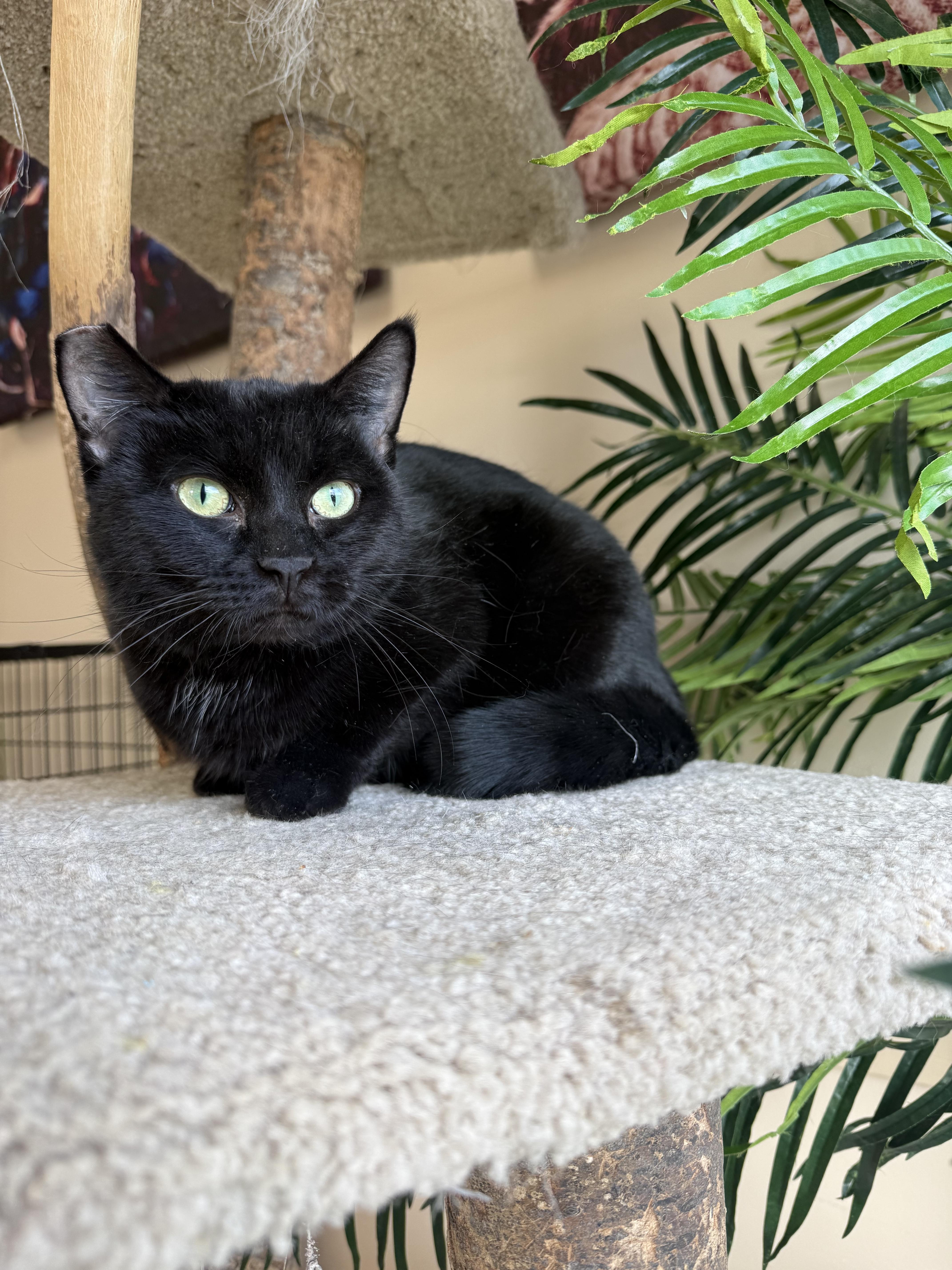 Enlarge Soirée, a Adoptable Domestic Short Hair in Madison, WI image 3/4