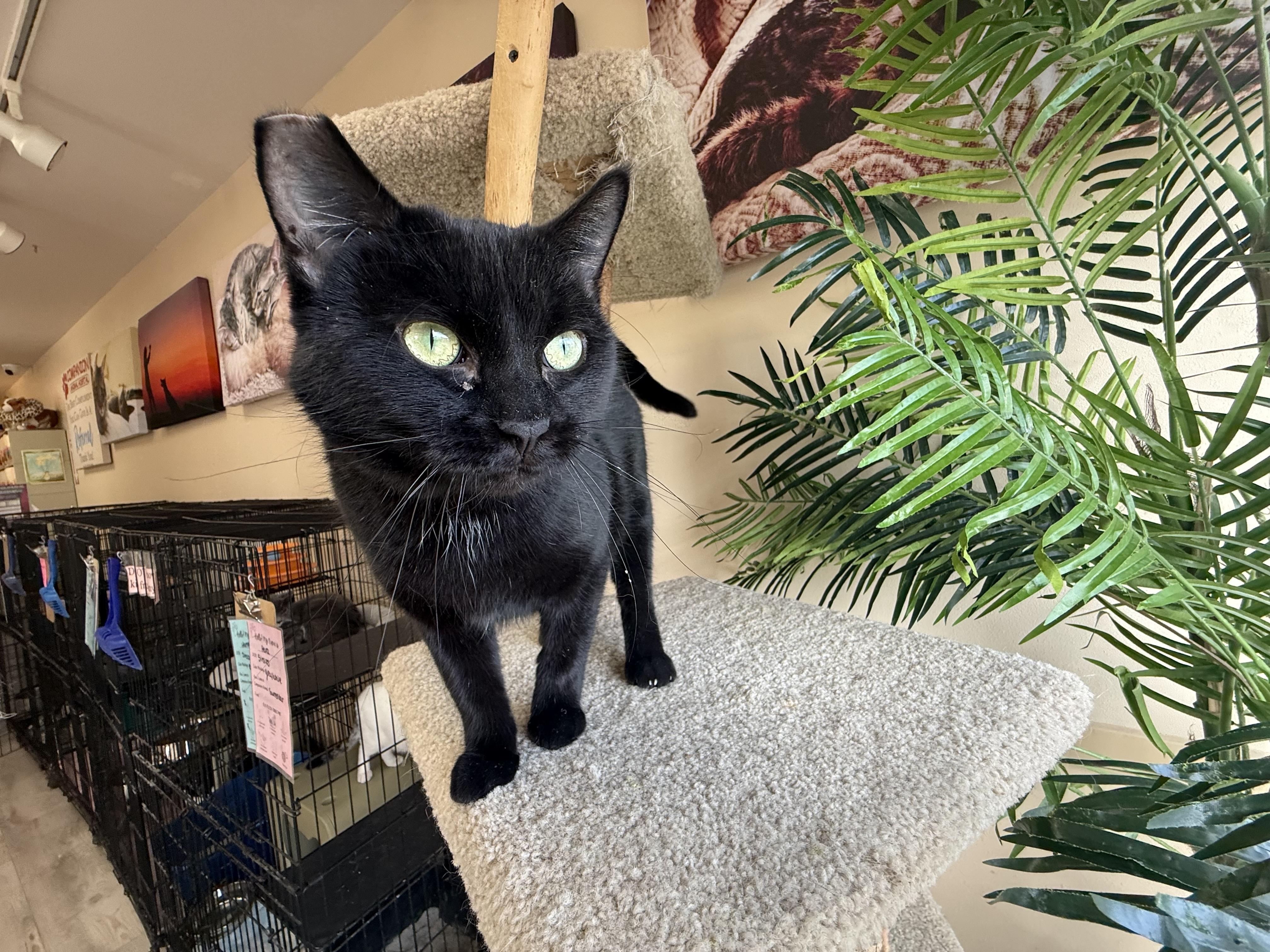 Enlarge Soirée, a Adoptable Domestic Short Hair in Madison, WI image 4/4