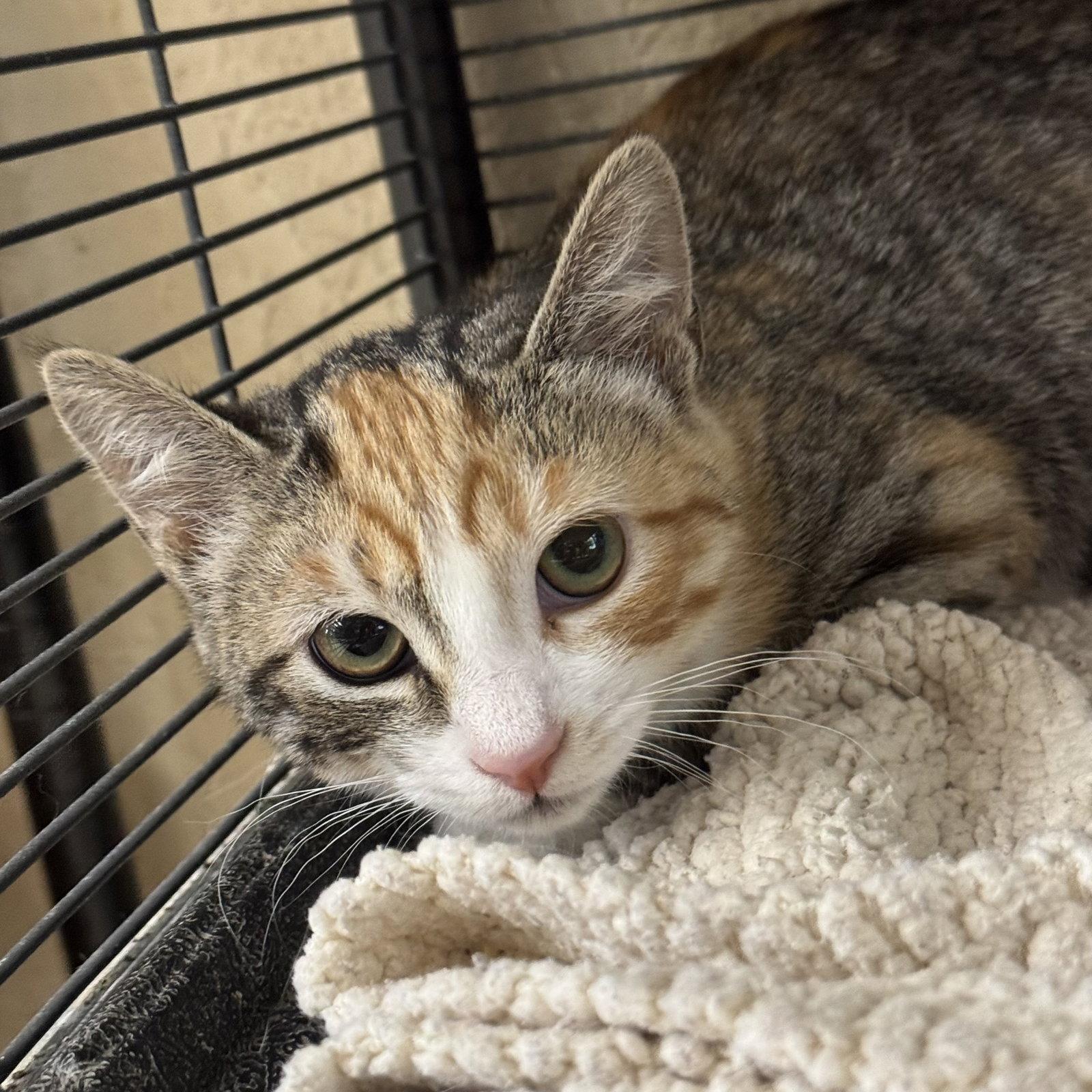 Baby, Adoptable, Young Female Calico.
