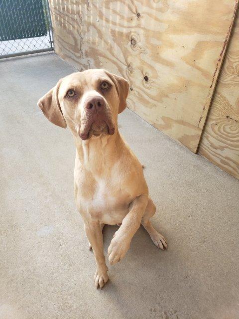 Enlarge Jasper, a Adoptable Hound in Fort Pierce, FL image 1/1