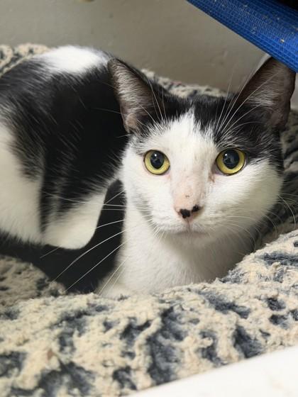 Enlarge Panini, a Adoptable mixed breed in North Miami Beach, FL image 1/1