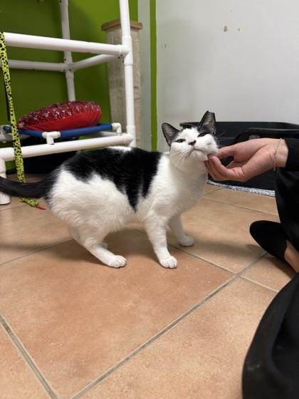 Enlarge Panini, a Adoptable mixed breed in North Miami Beach, FL image 2/2