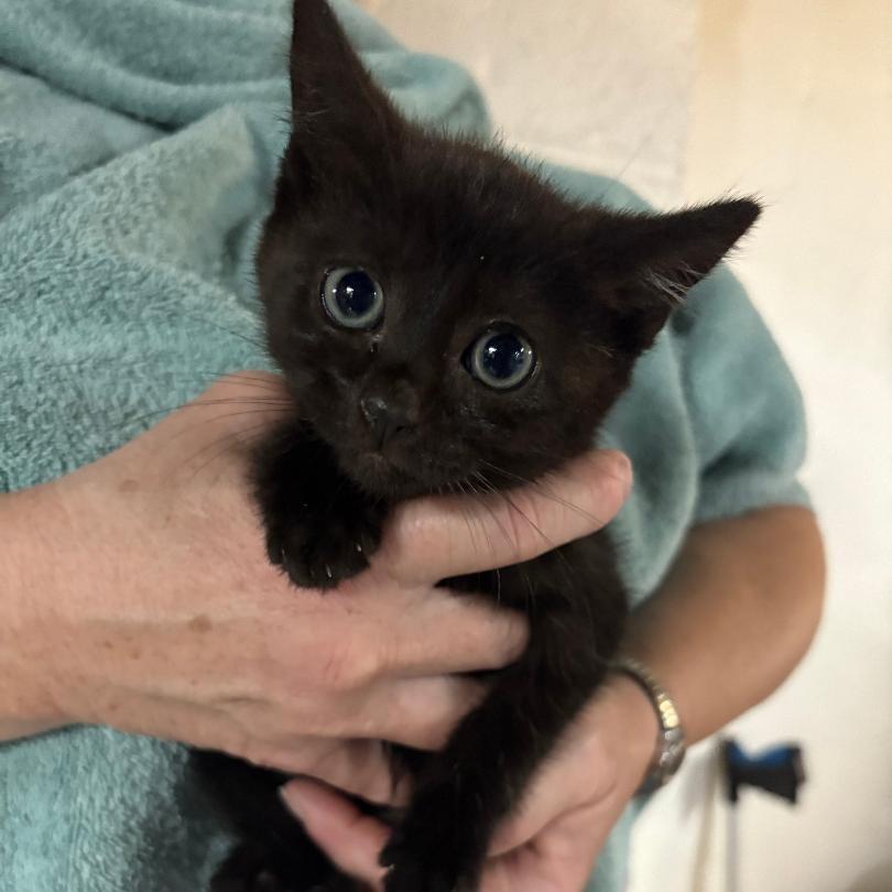 Enlarge Ms. Black, a ADOPTABLE Domestic Short Hair in Sayreville, NJ image 1/1