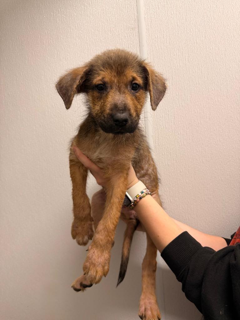 Gumbo, Adoptable, Puppy Male Shepherd.