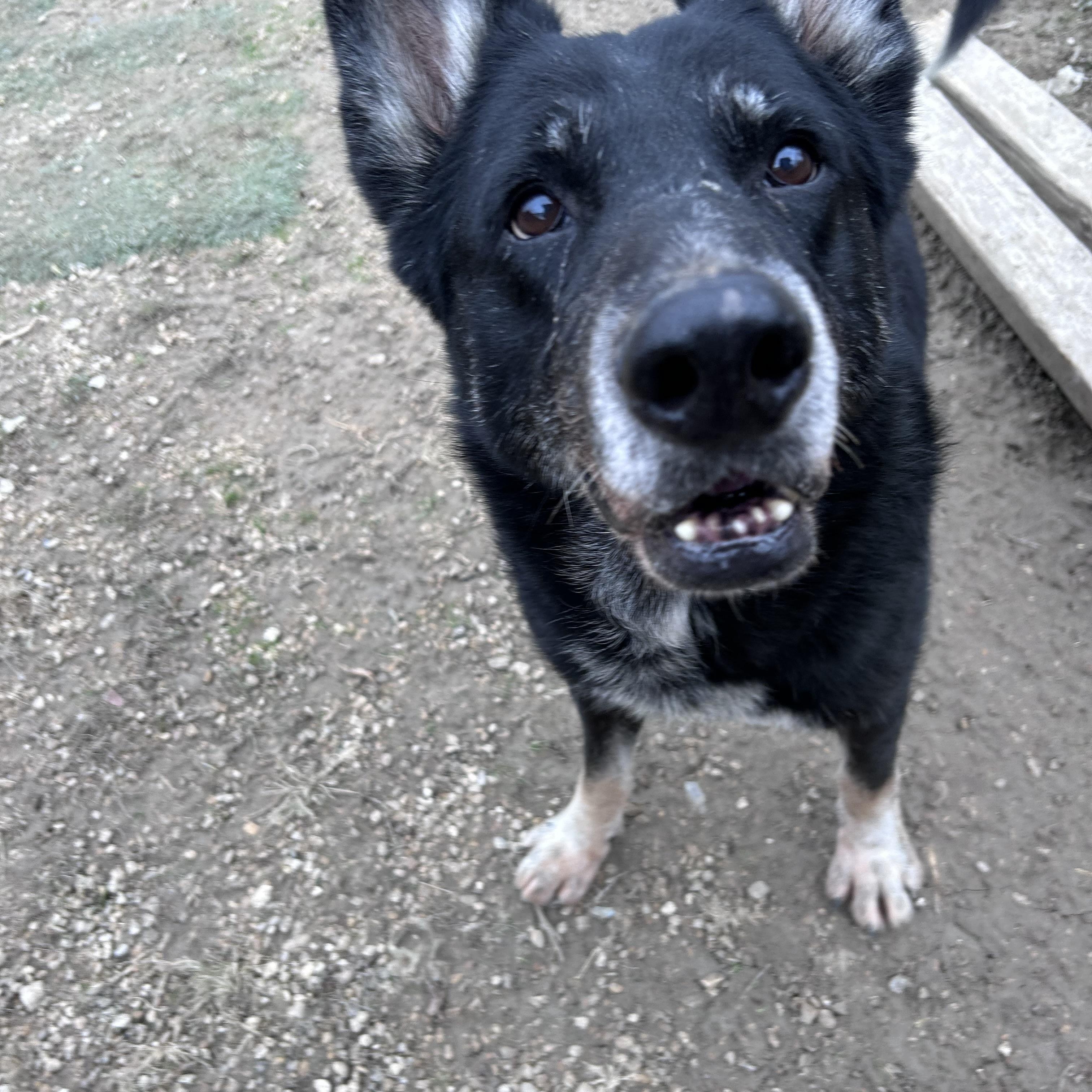 Norri, a Adoptable German Shepherd Dog in Springtown, TX image 3/5