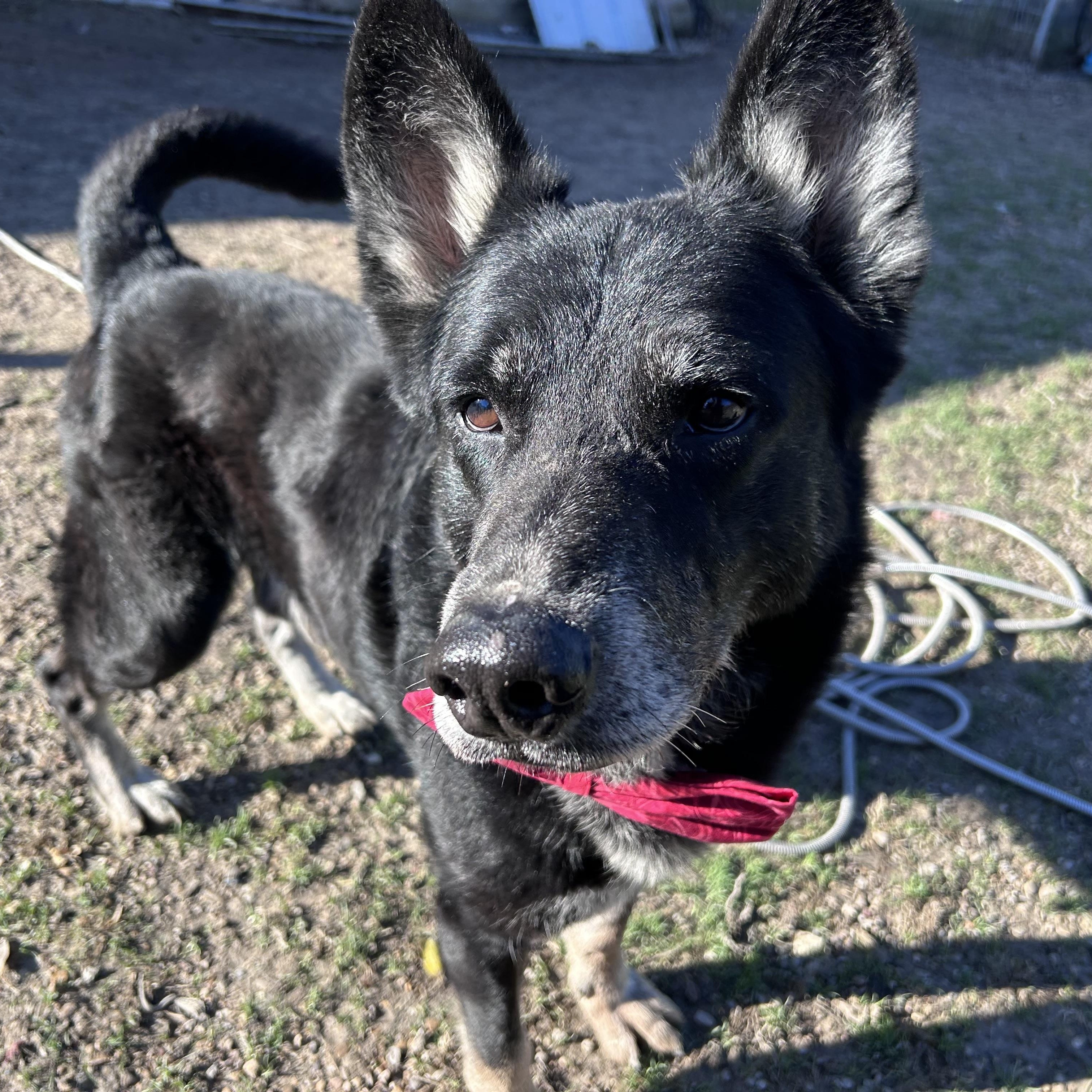 Norri, a Adoptable German Shepherd Dog in Springtown, TX image 2/5