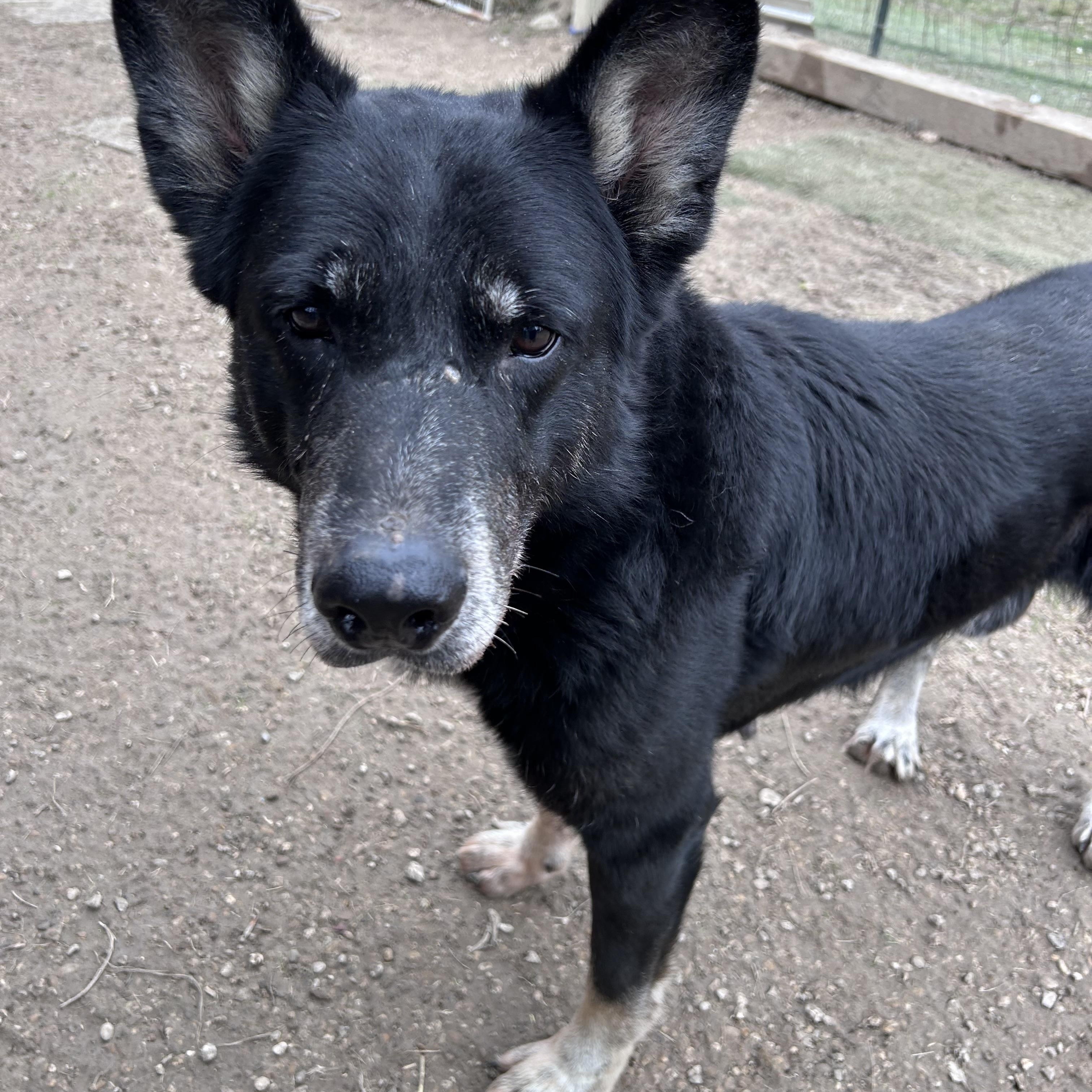 Norri, a Adoptable German Shepherd Dog in Springtown, TX image 5/5