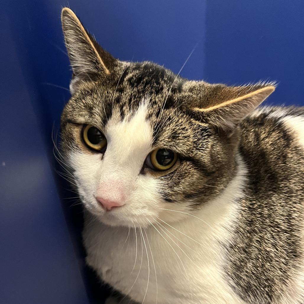 Oliver, Adoptable, Adult Male Domestic Short Hair.