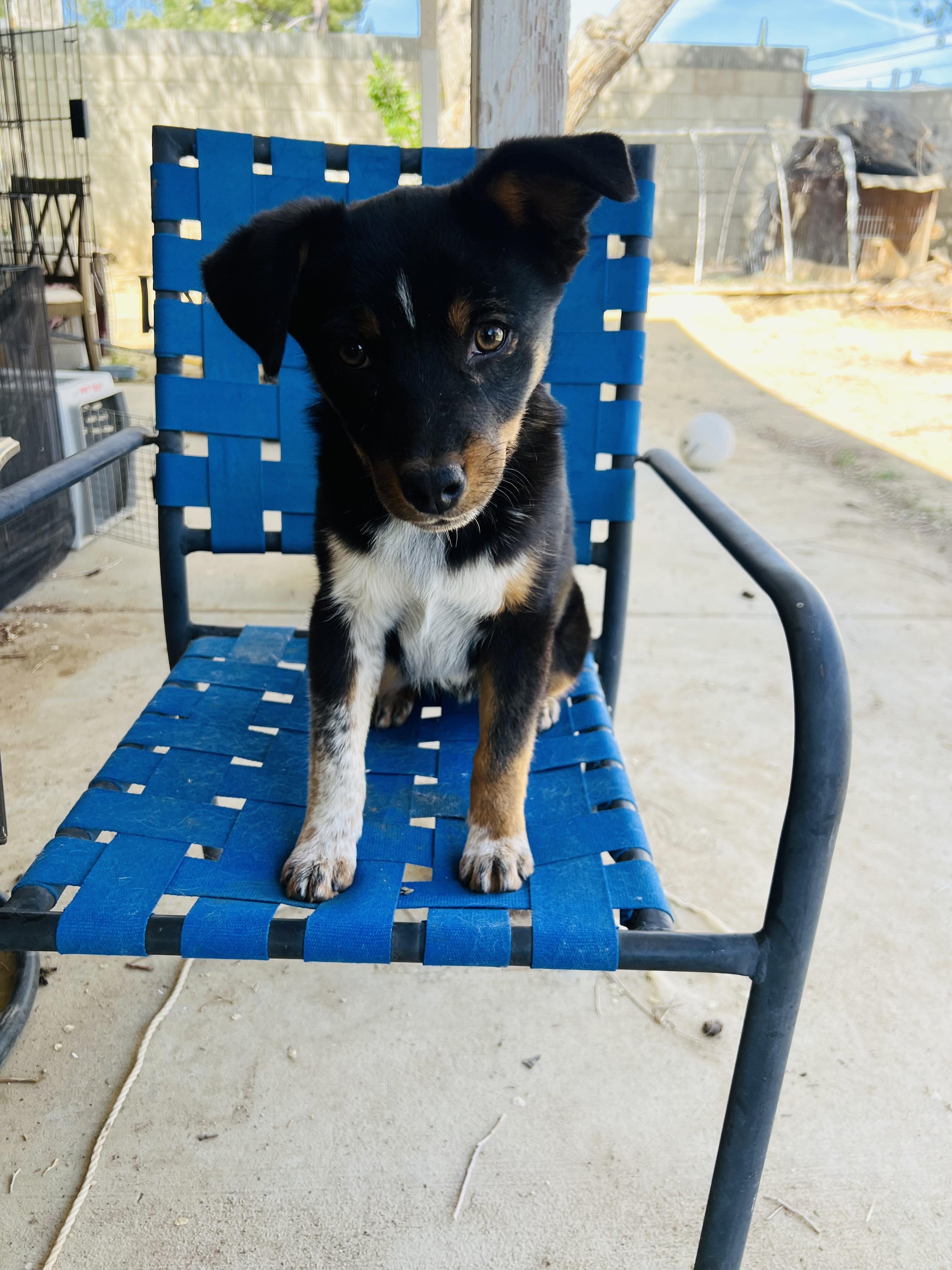 Baby, an adoptable Rottweiler Mix in Palmdale, CA_image-1