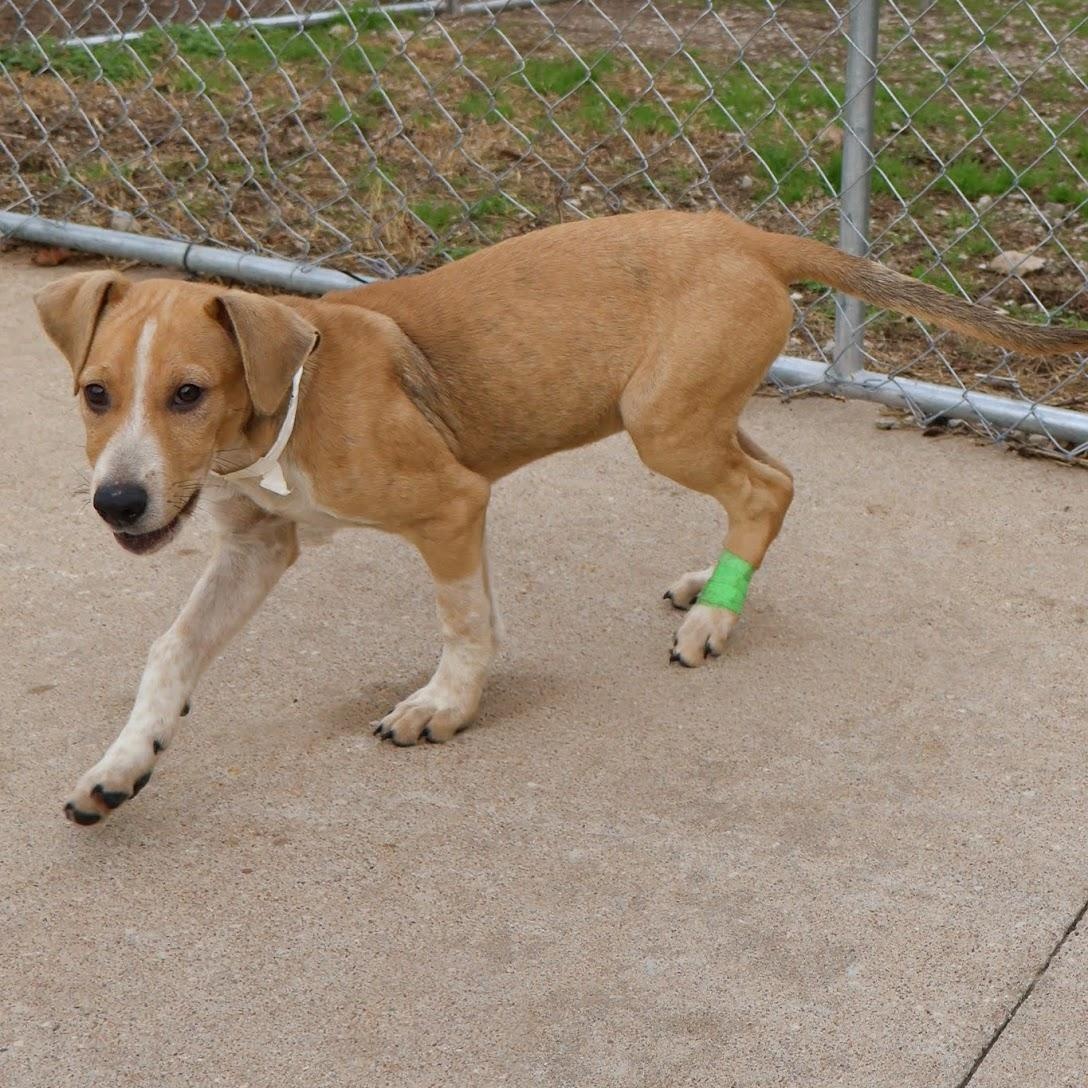 Brett, a Adoptable mixed breed in Hollister, MO image 1/4